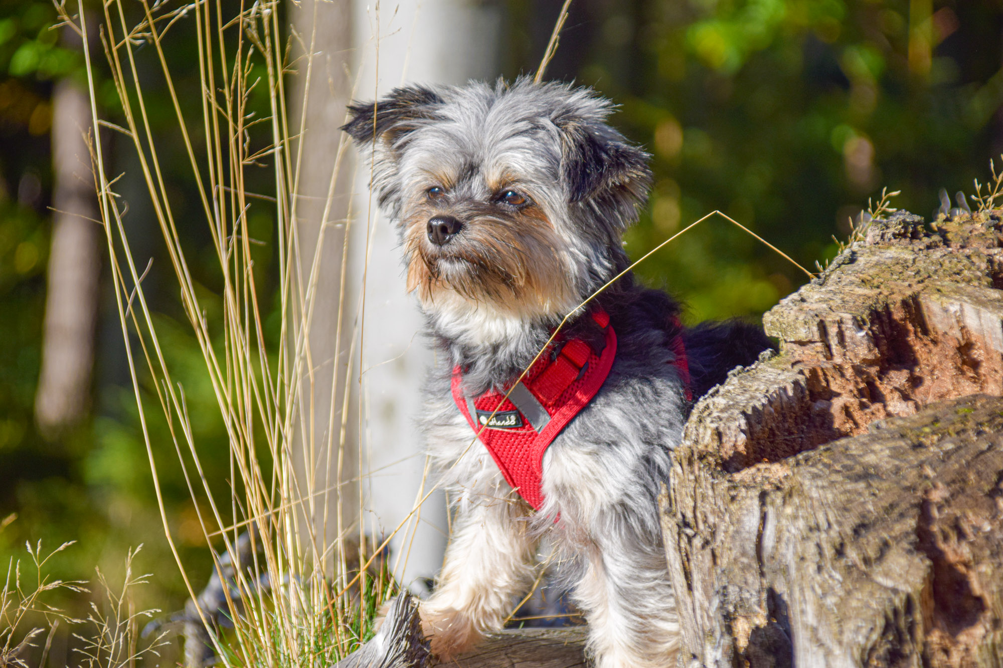Isabels Hund 2
